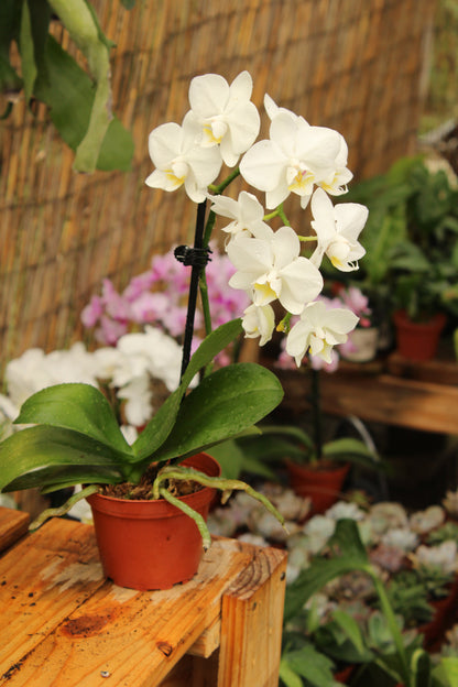 Phalenopsis Orchid