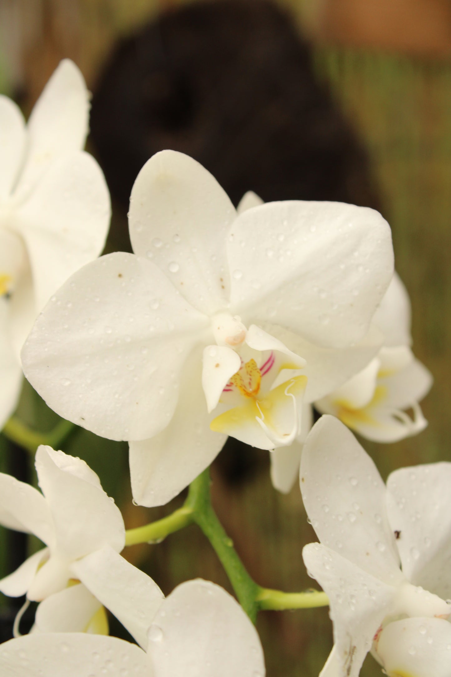 Phalenopsis Orchid