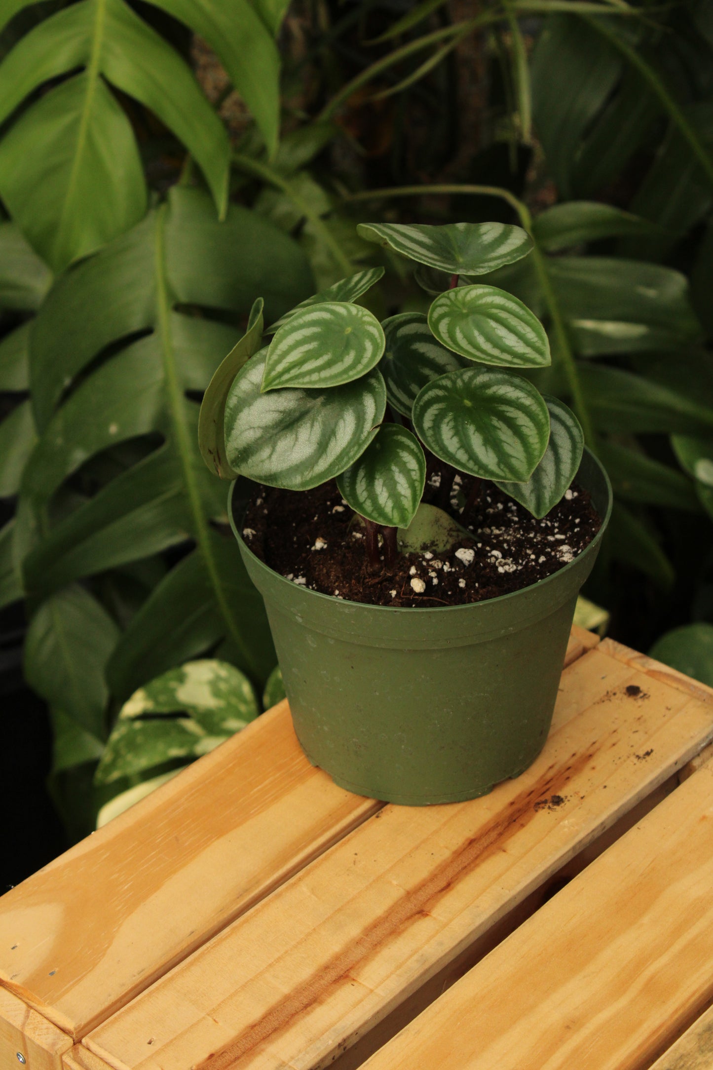 Watermelon Peperomia