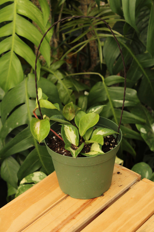Hoya Rubra
