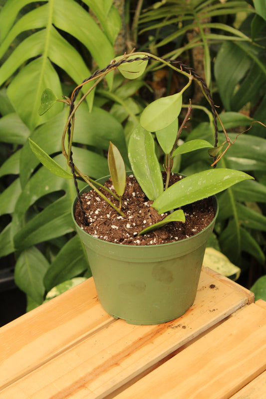 Publicalyx Hoya