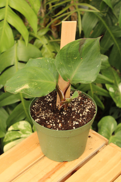 White Knight Philodendron