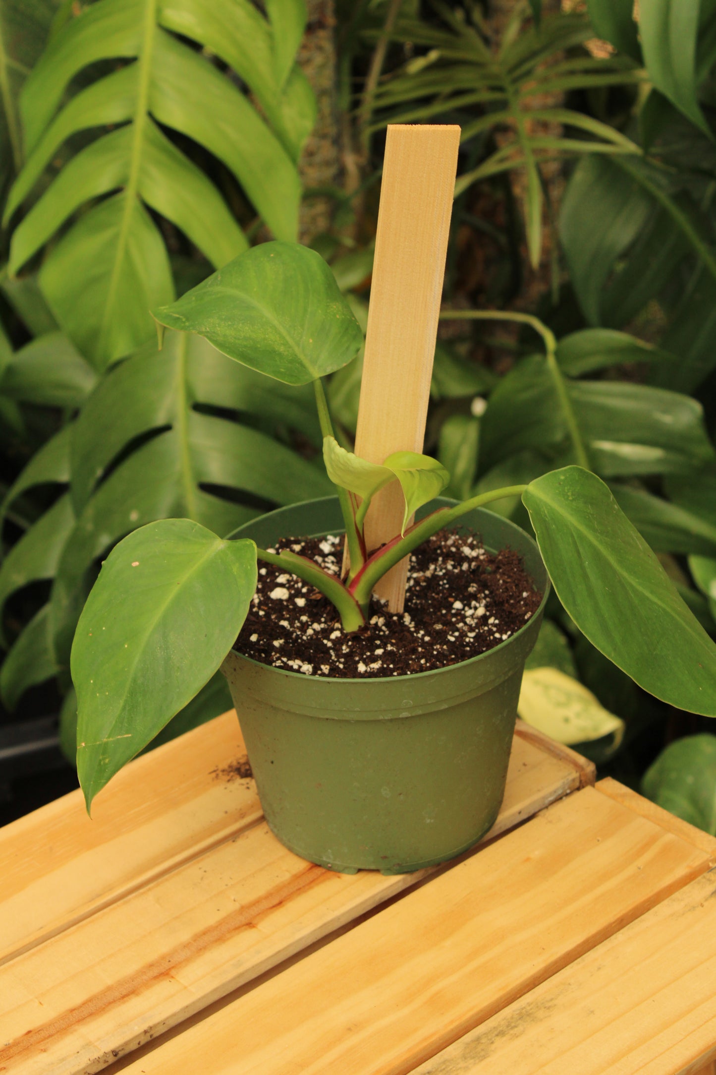 White Princess Philodendron