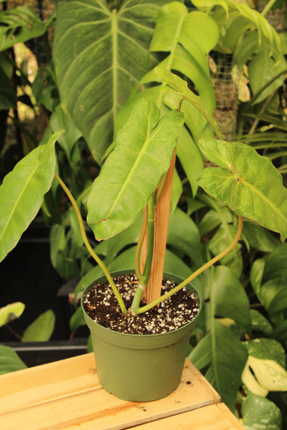 Paraiso Verde Philodendron