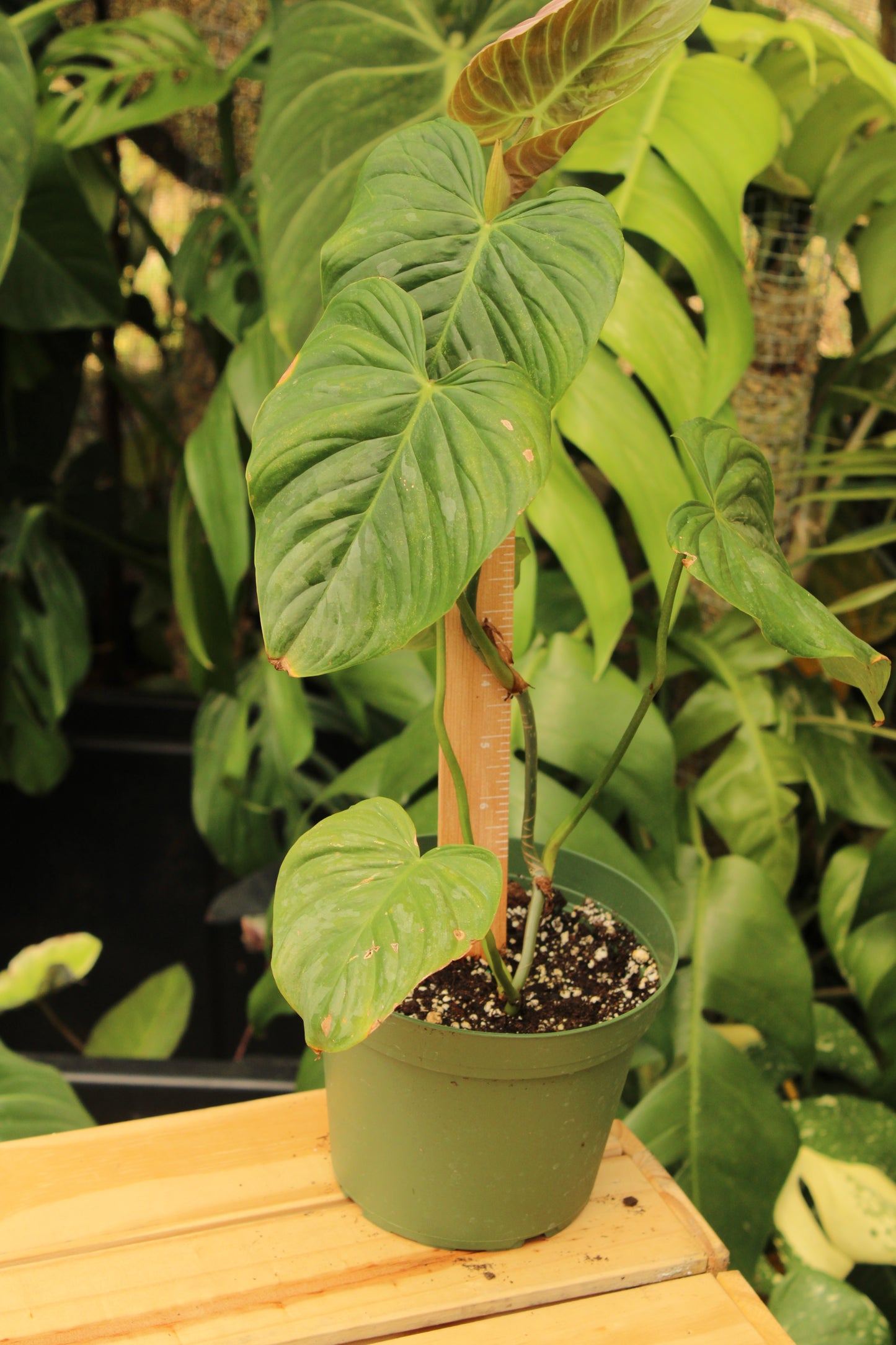 Majestic Philodendron