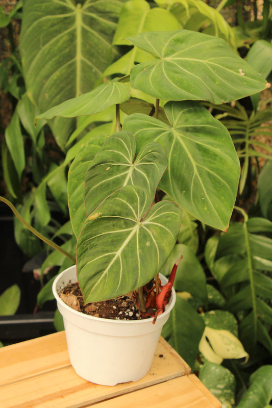 Gloriosum Philodendron