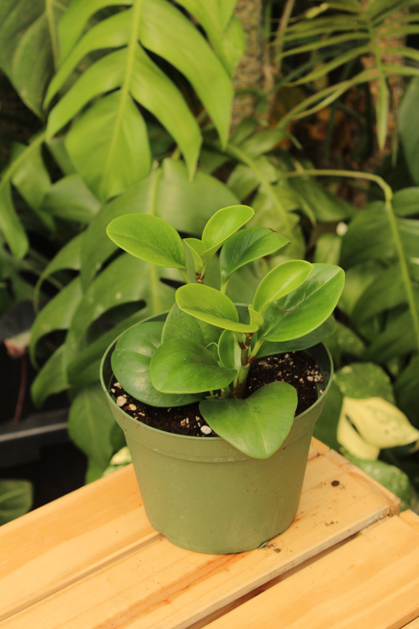 Baby Rubber Peperomia