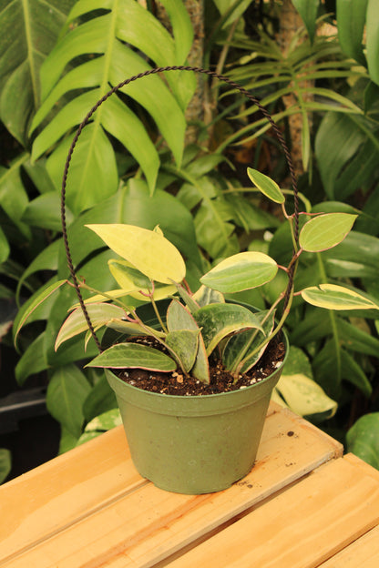 Macrophylla Albomarginata Hoya
