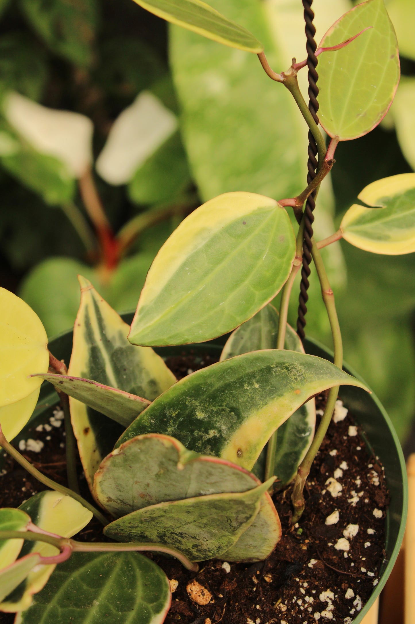 Macrophylla Albomarginata Hoya