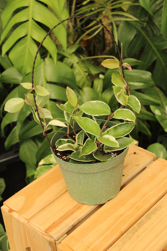 Hoya Krimson Queen