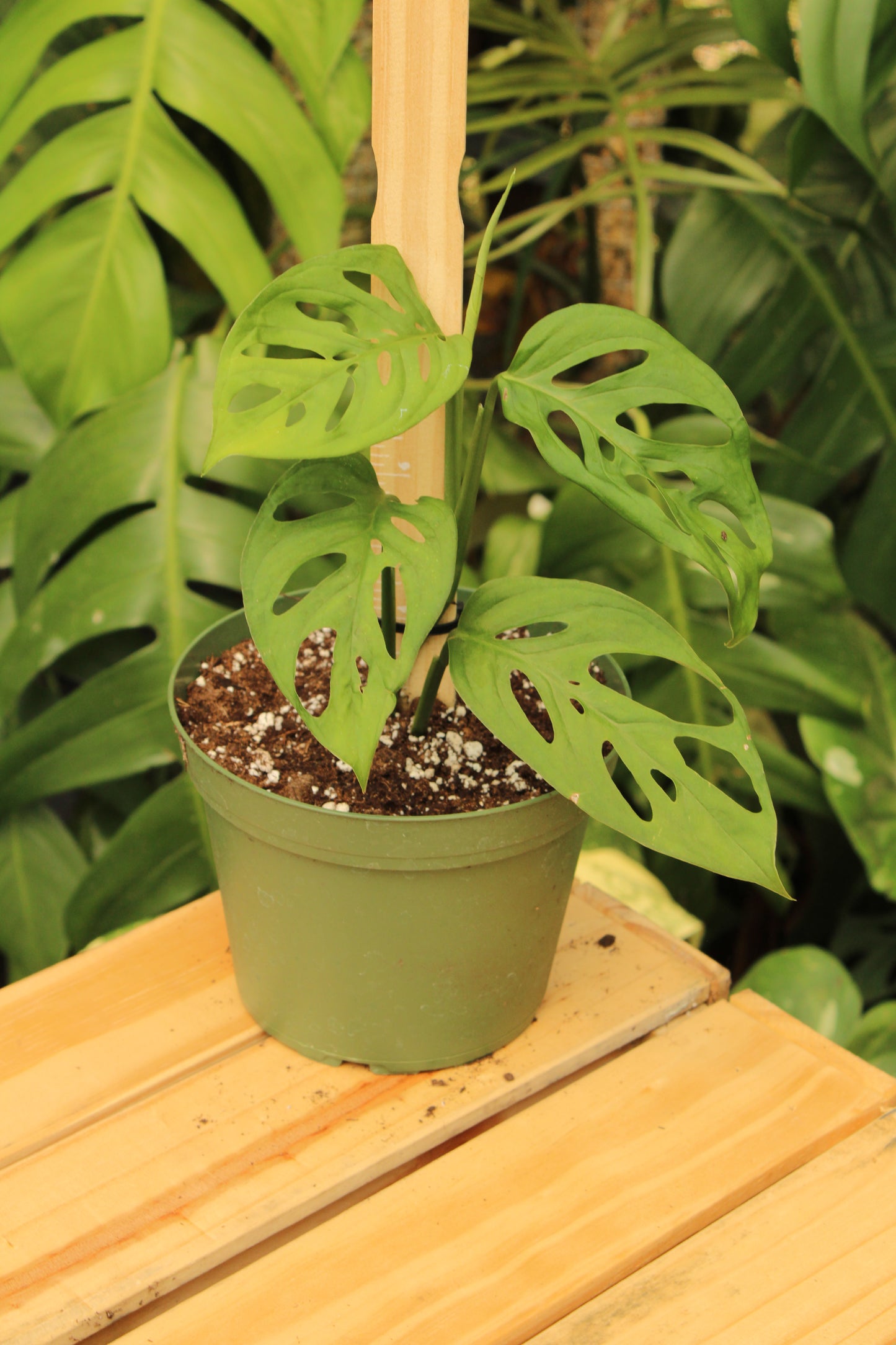 Esqueleto Monstera