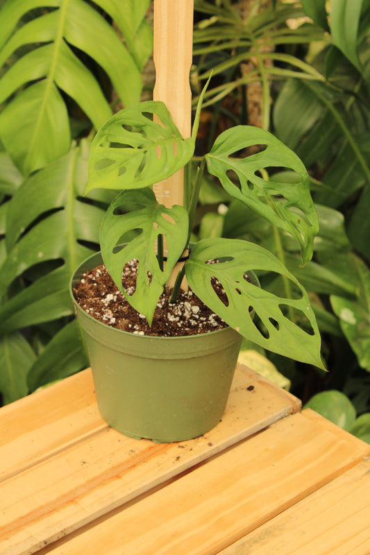 Esqueleto Monstera