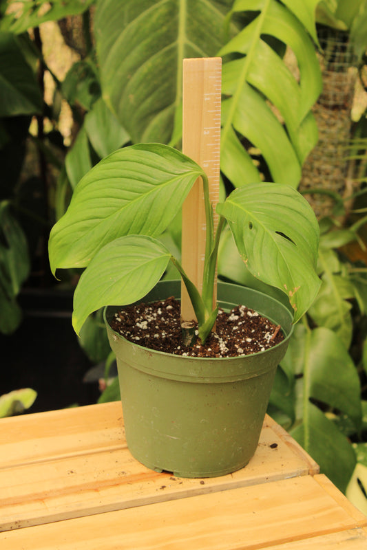 Leicheriana Monstera