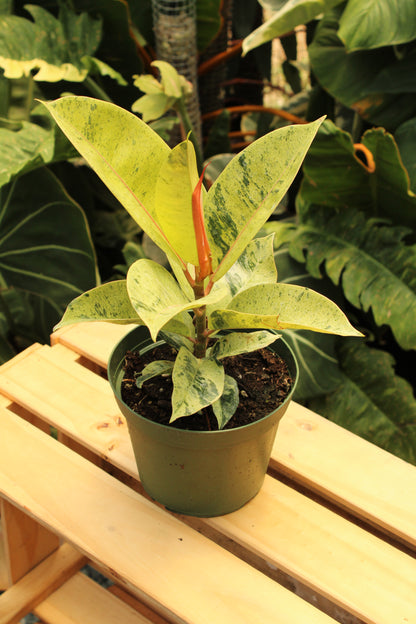 Moonshine Shivereana Ficus Elastica