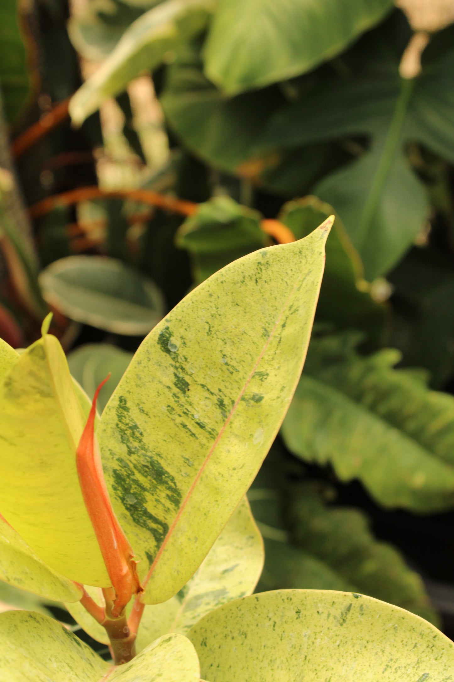 Moonshine Shivereana Ficus Elastica