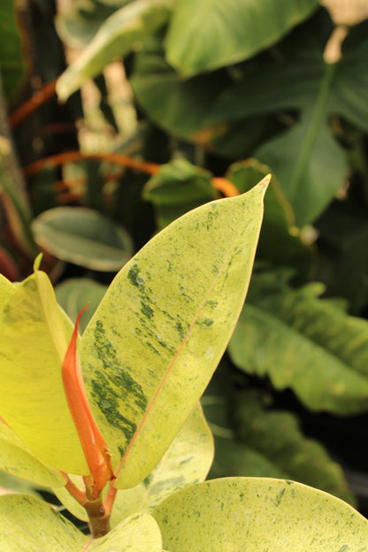 Moonshine Shivereana Ficus Elastica