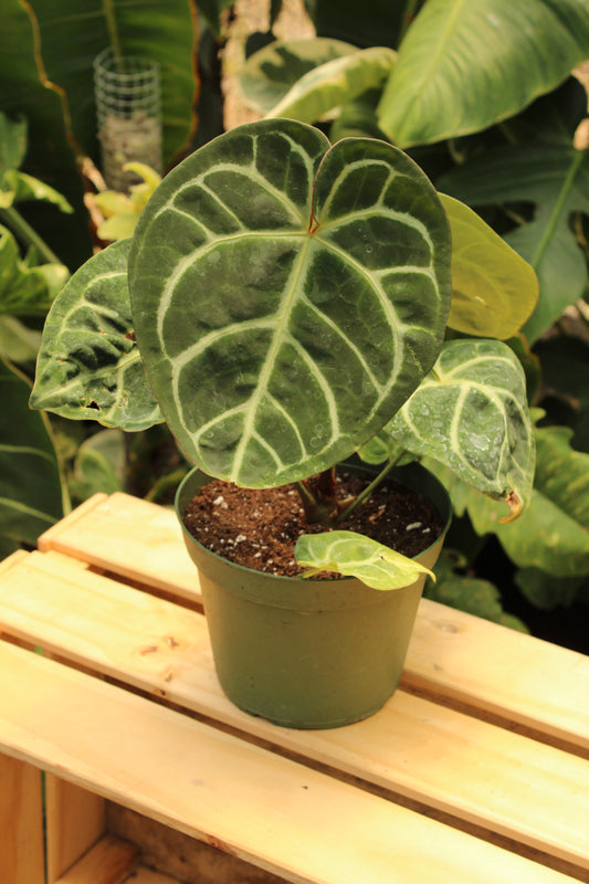Anthurium Doriyaki