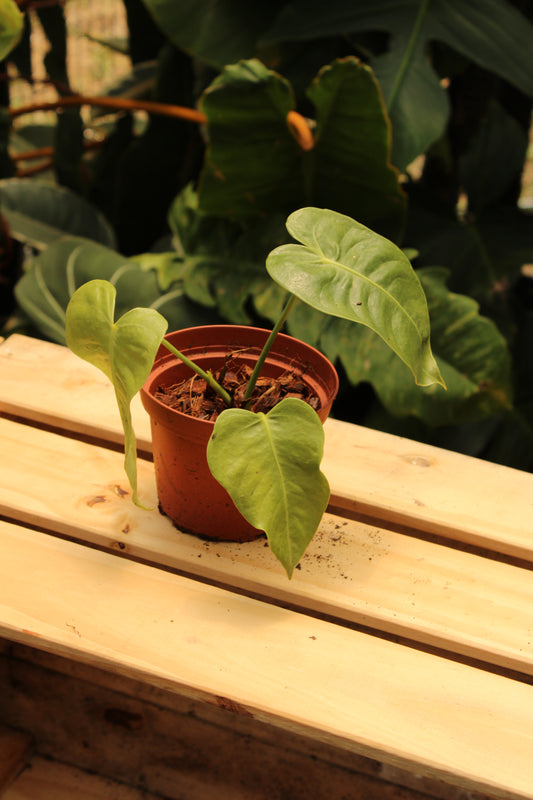 Anthurium King Veitchii