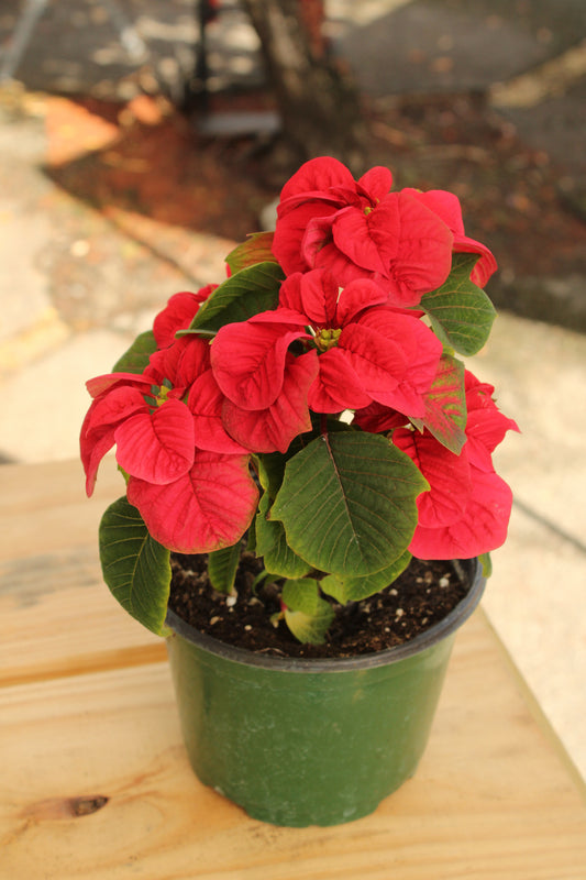 Christmas Poinsettia