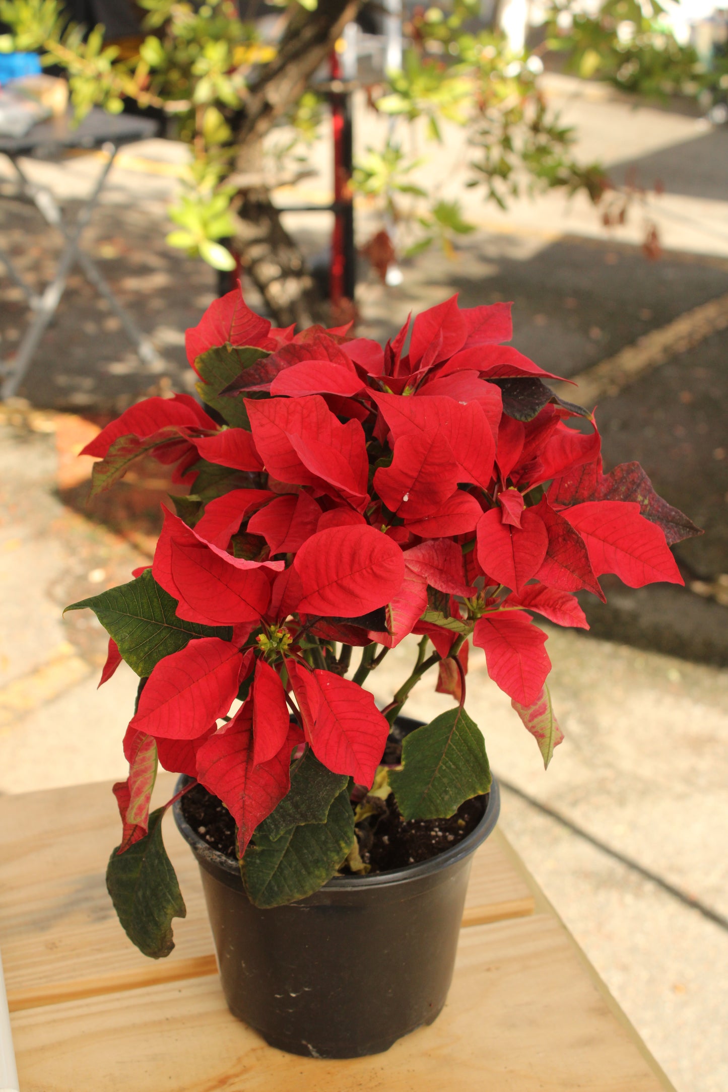 Christmas Poinsettia
