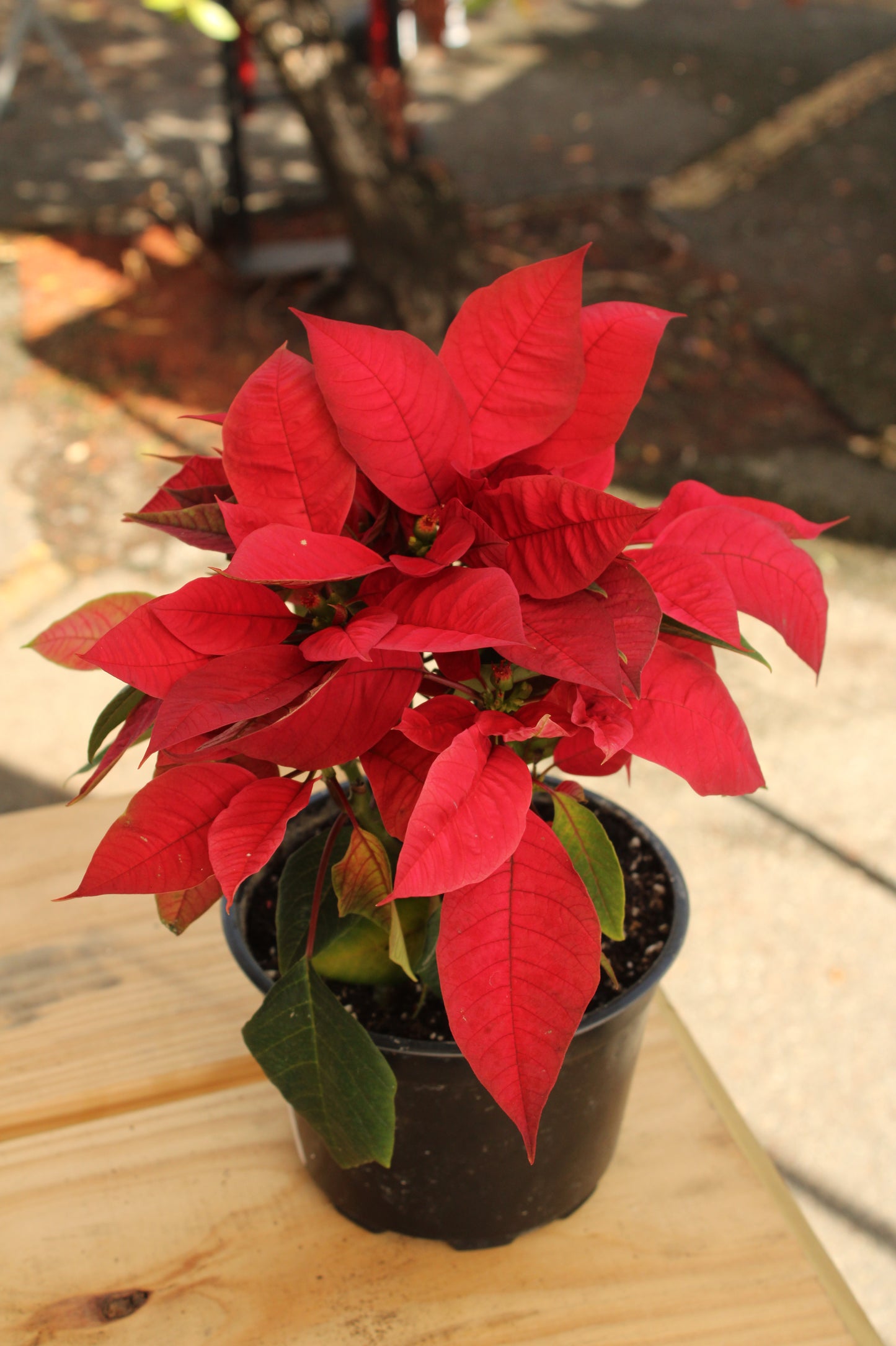 Christmas Poinsettia