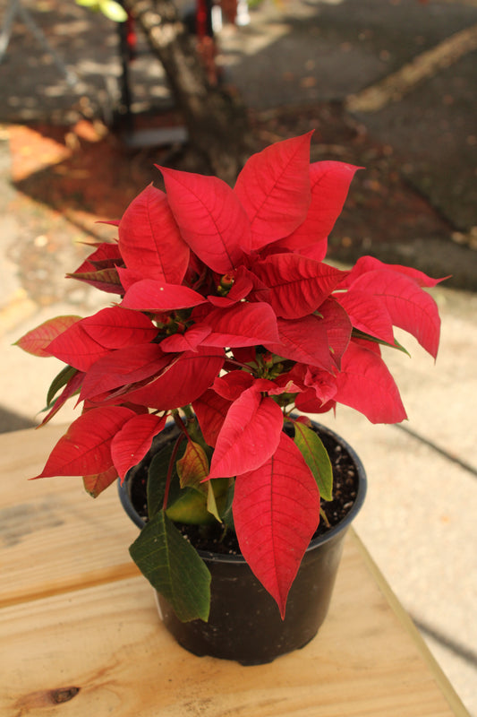 Christmas Poinsettia