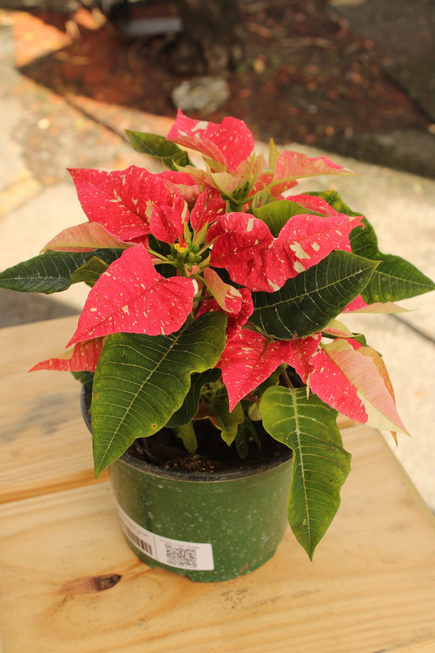Christmas Poinsettia