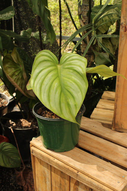 Pastazanum Philodendron