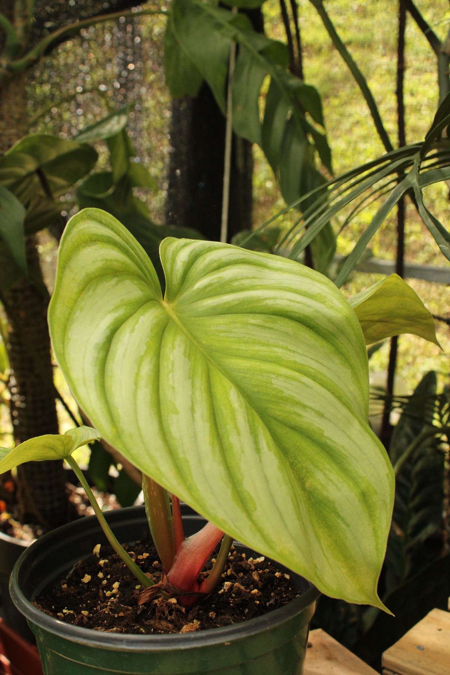Pastazanum Philodendron