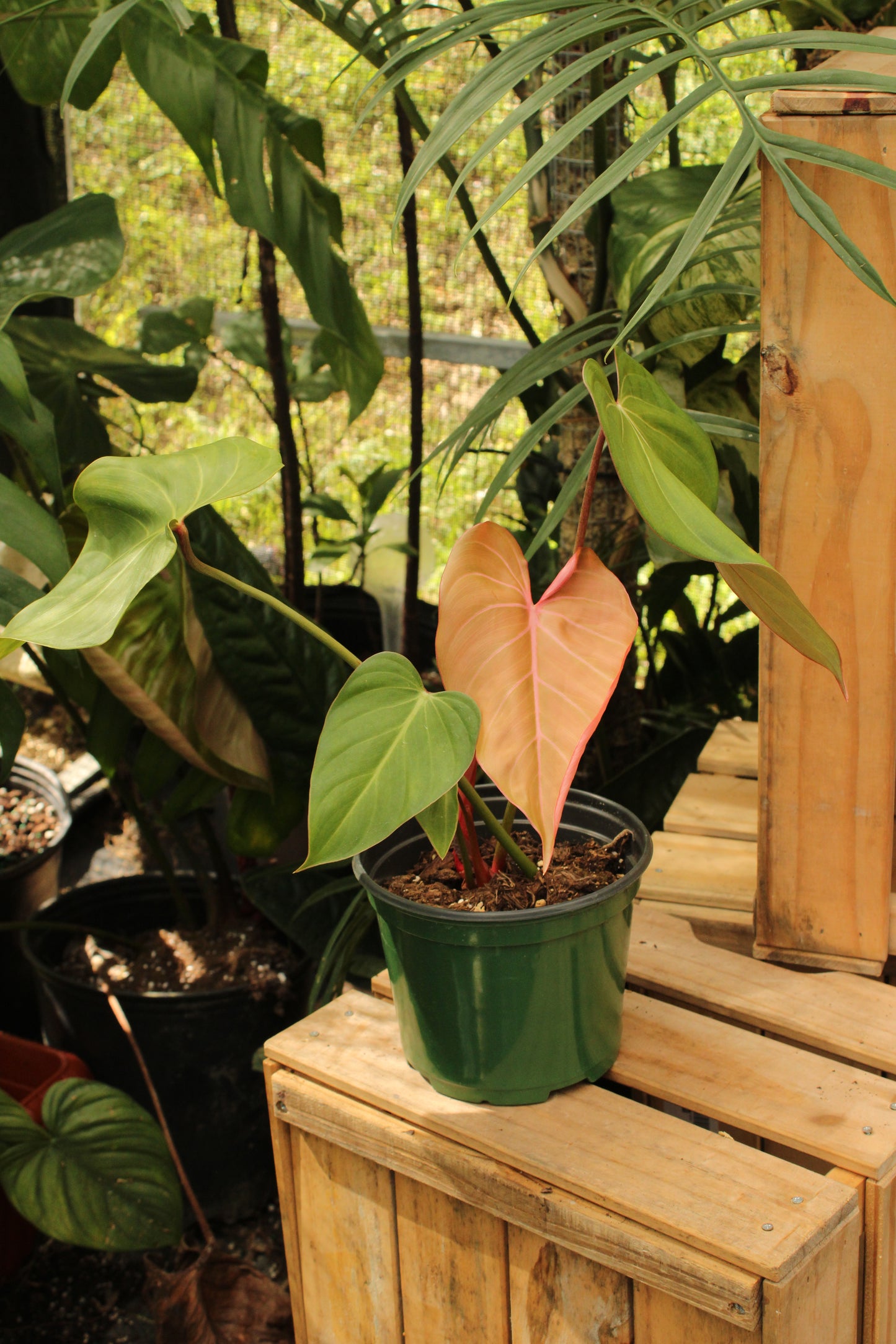 Pink Glory Philodendron