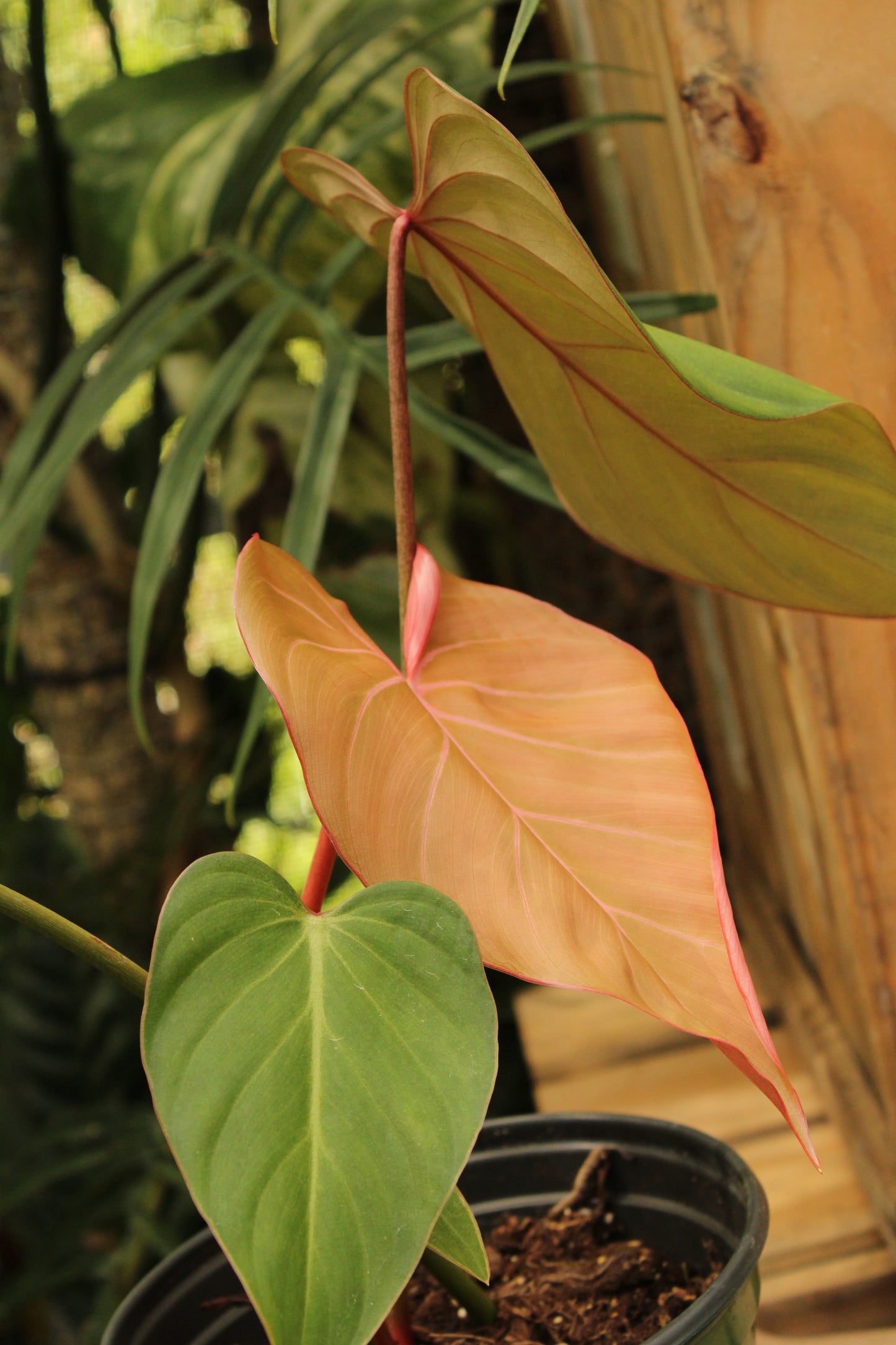 Pink Glory Philodendron