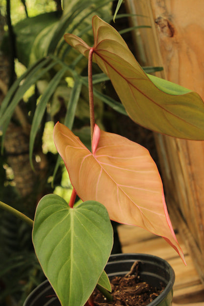Pink Glory Philodendron