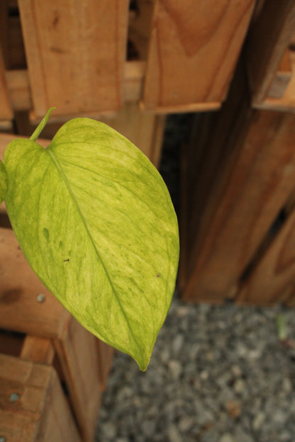Jessenia Pothos