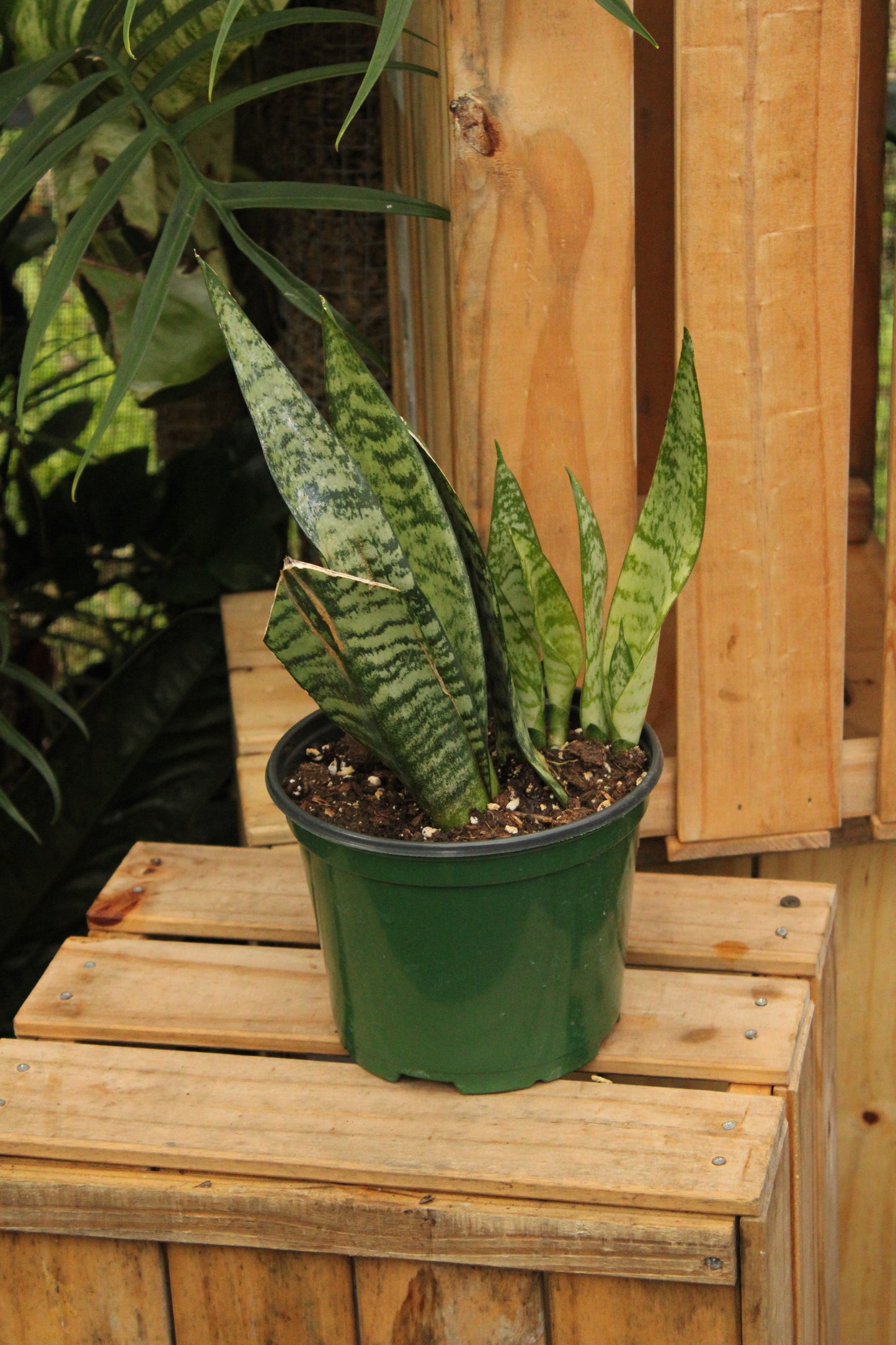 Sansevieria Robusta Green