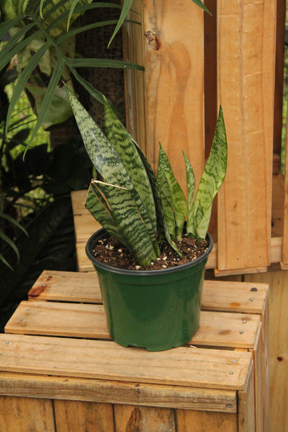 Sansevieria Robusta Green