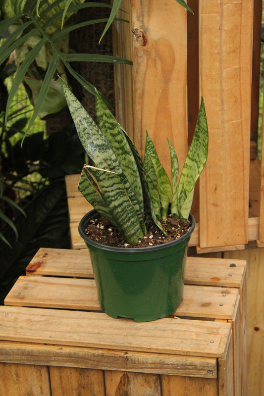 Sansevieria Robusta Green