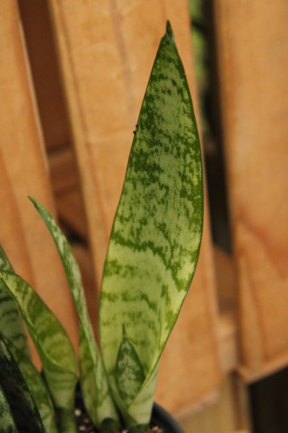 Sansevieria Robusta Green