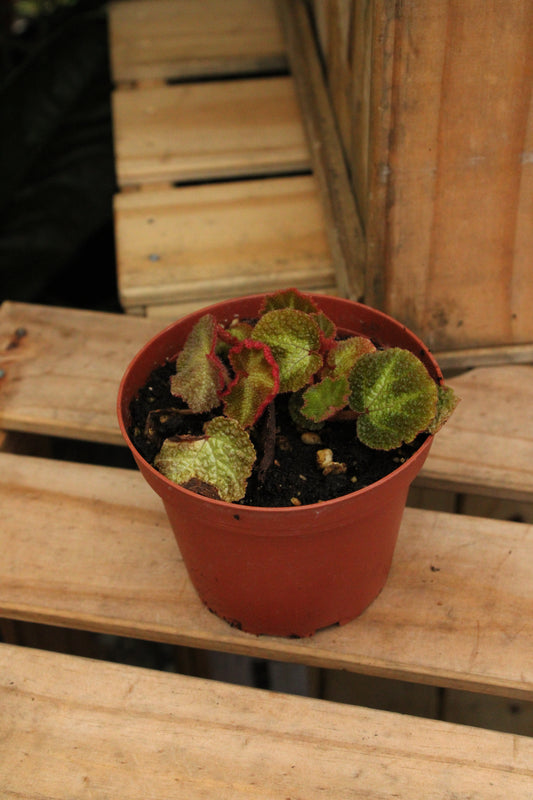 Soli Mutata Begonia Rex