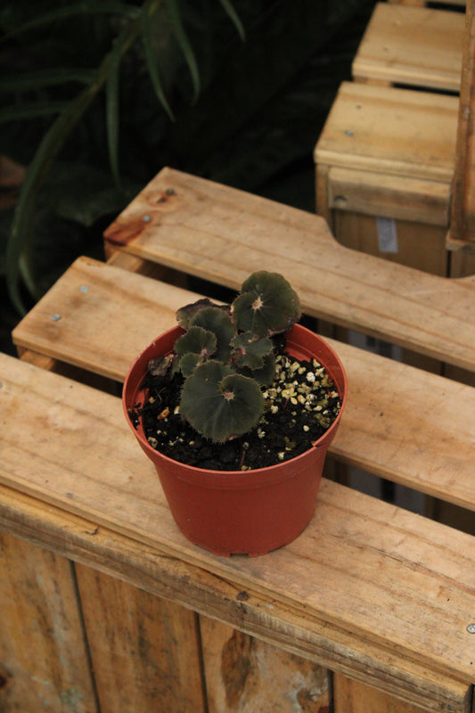 Black Mamba Begonia Rex