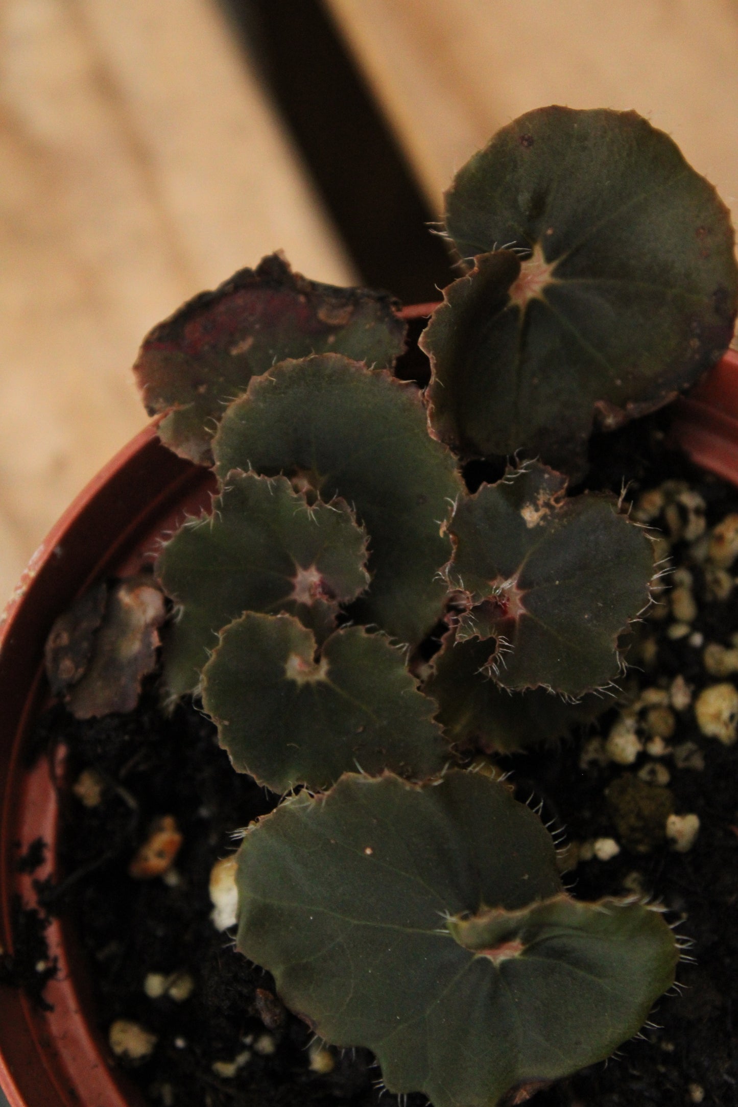 Black Mamba Begonia Rex