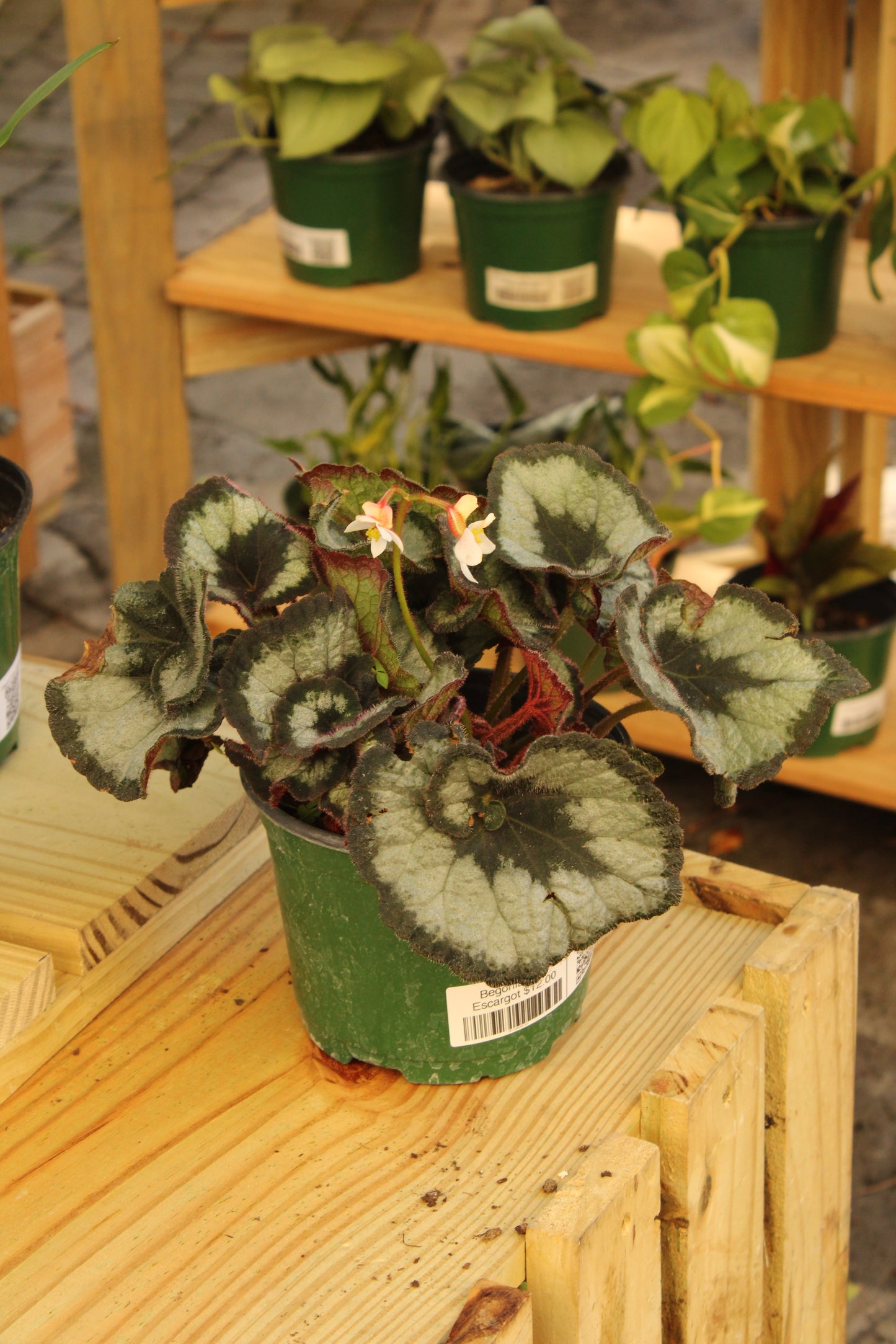 Escargot Begonia Rex