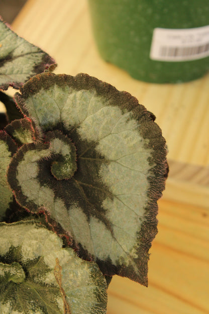 Escargot Begonia Rex