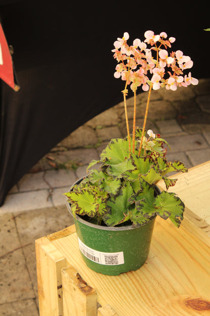 "Jive" Begonia Rex