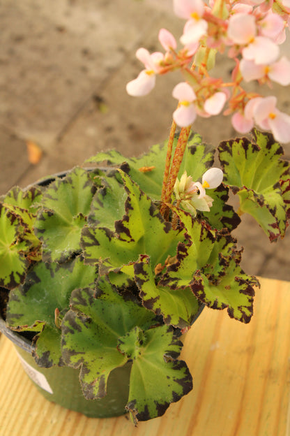 "Jive" Begonia Rex