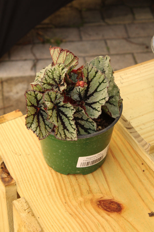 Flamenco Begonia Rex