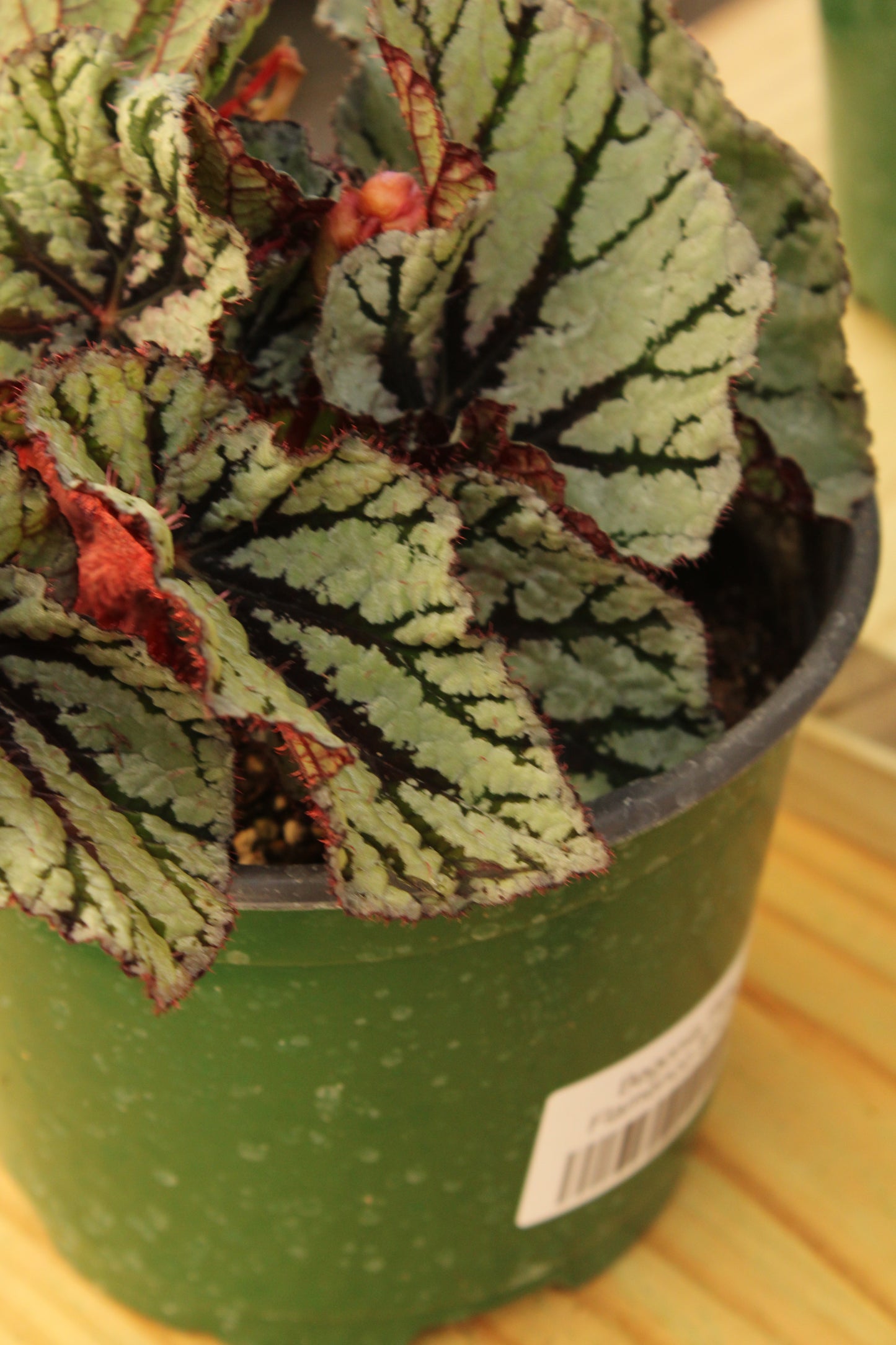 Flamenco Begonia Rex