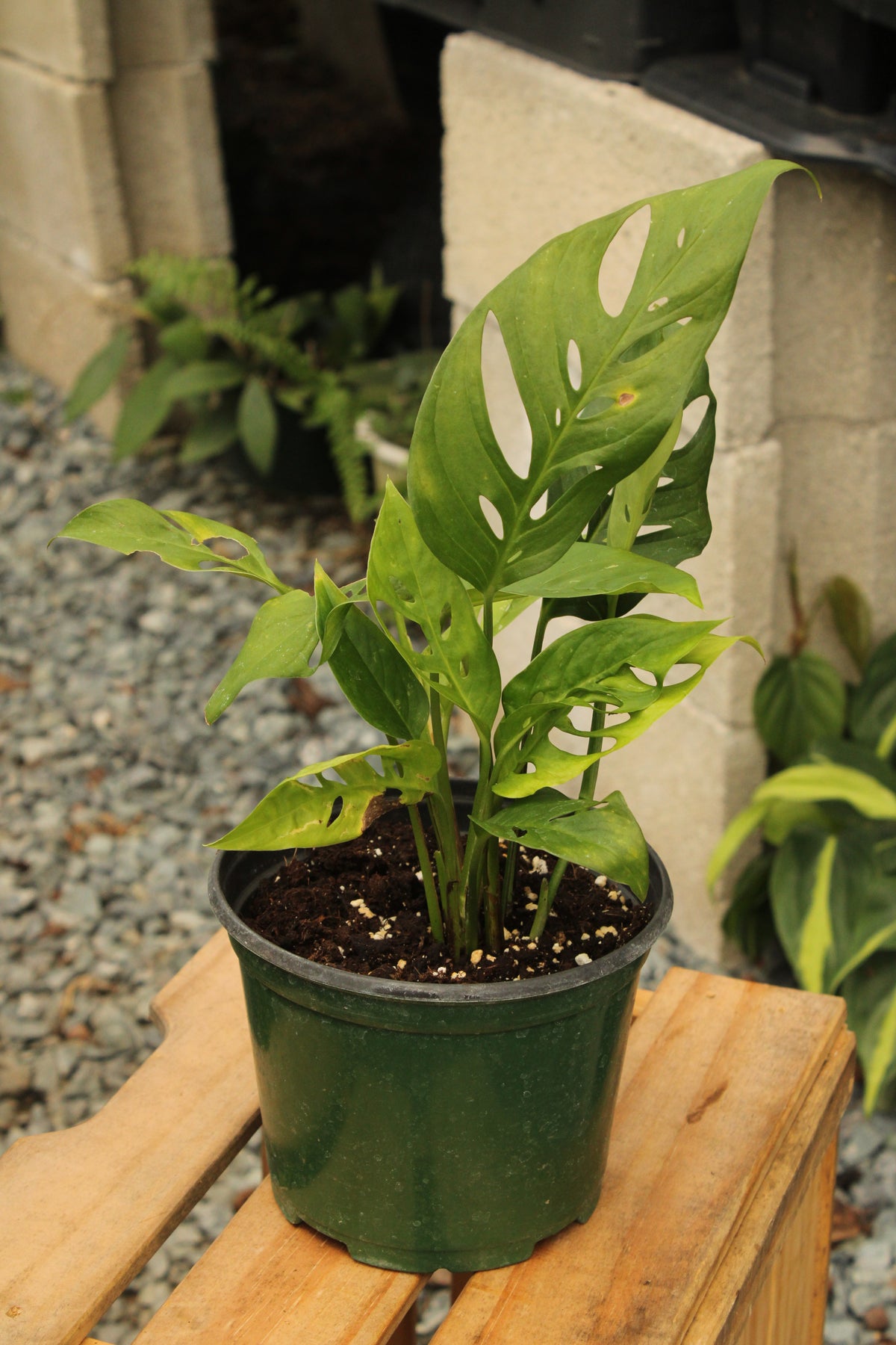 Adansonii Narrow Monstera