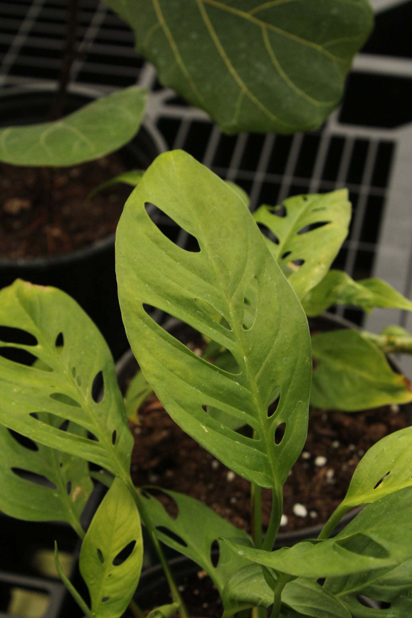 Adansonii Narrow Monstera