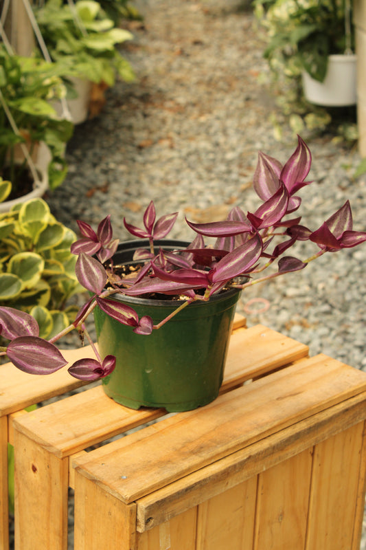 Burgundy Tradescantia