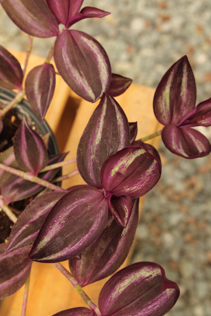 Burgundy Tradescantia